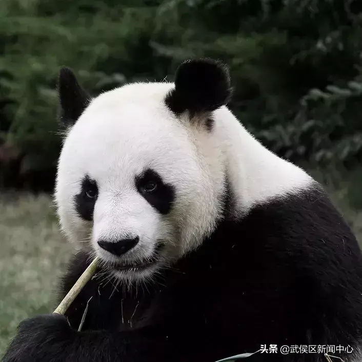江门汽车抵押不押车贷款(北京贷款车抵押)-添财网