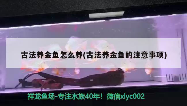 金鱼满堂