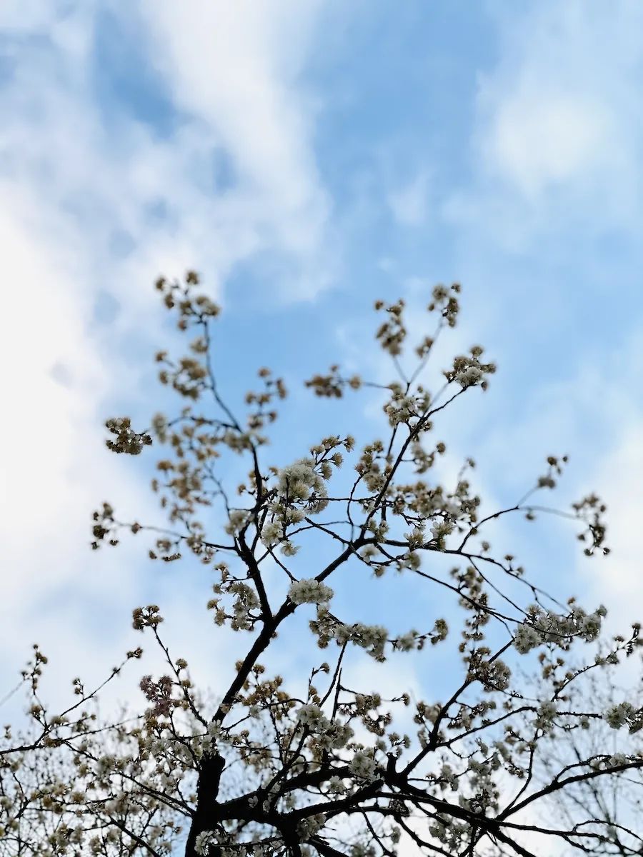 沪惠保怎么买
