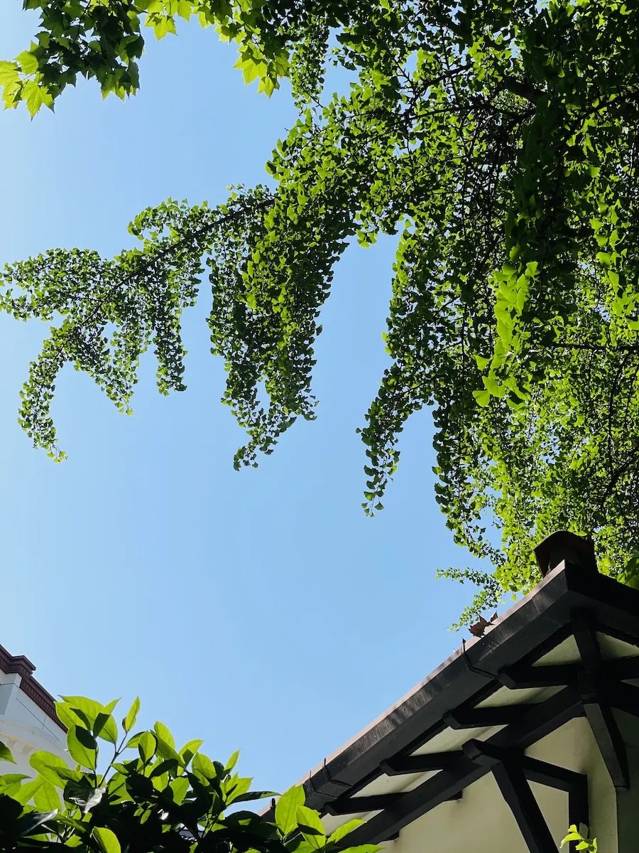 沪惠保怎么买