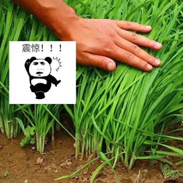 割韭菜什么意思