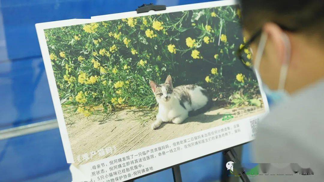 动保是什么意思