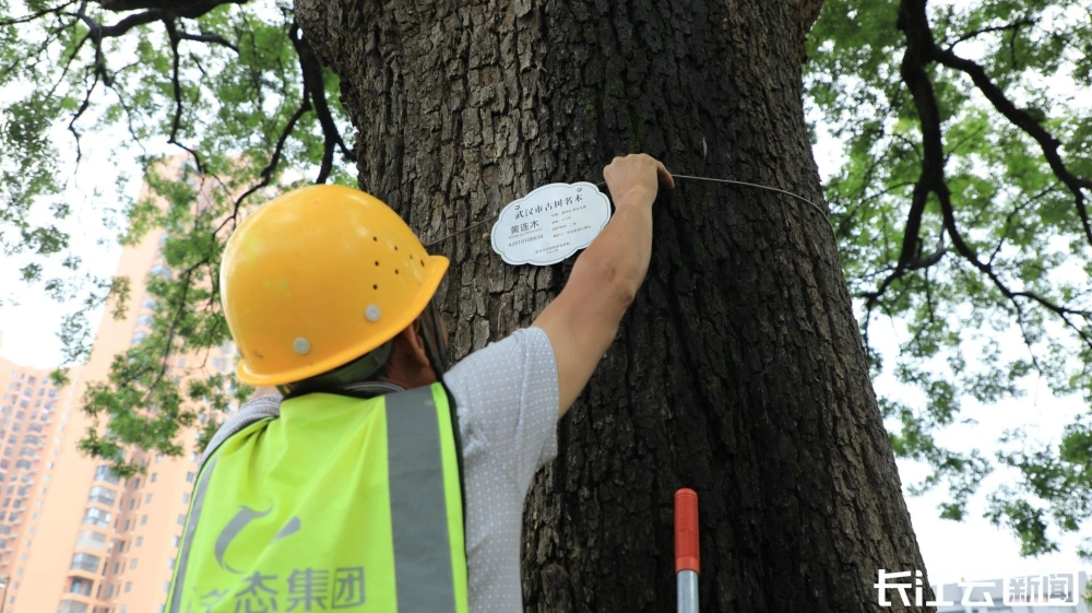 状元树