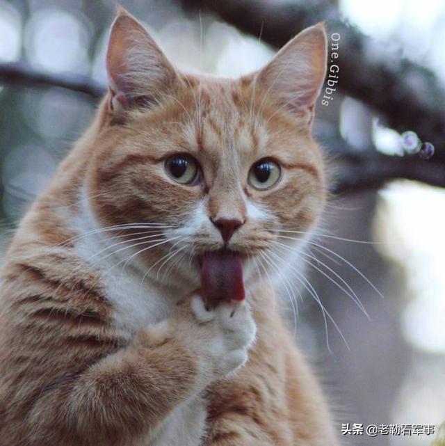 芝麻信用750