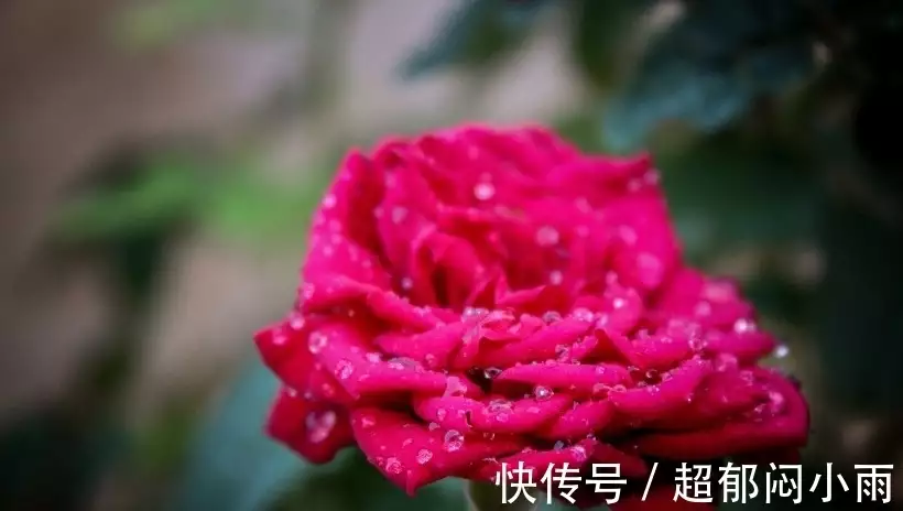 臻爱一生