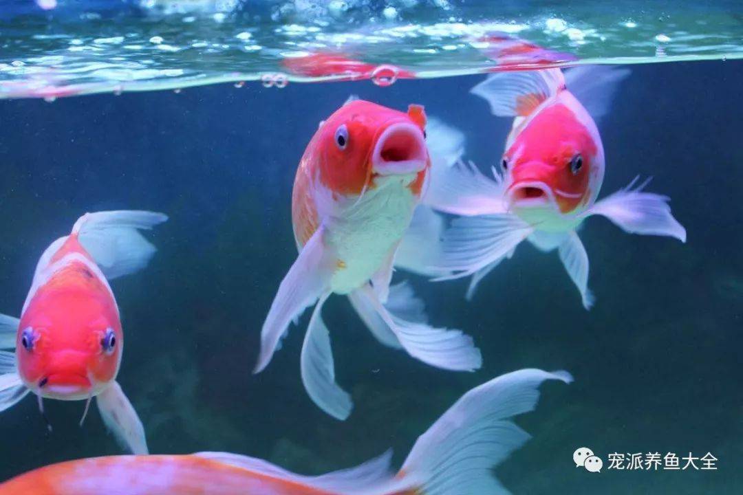 金鱼满堂