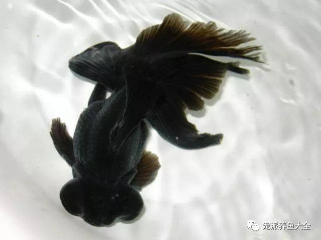 金鱼满堂