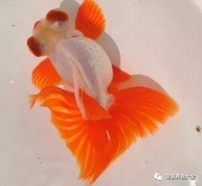 金鱼满堂