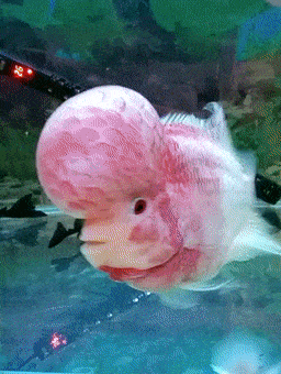 金鱼满堂