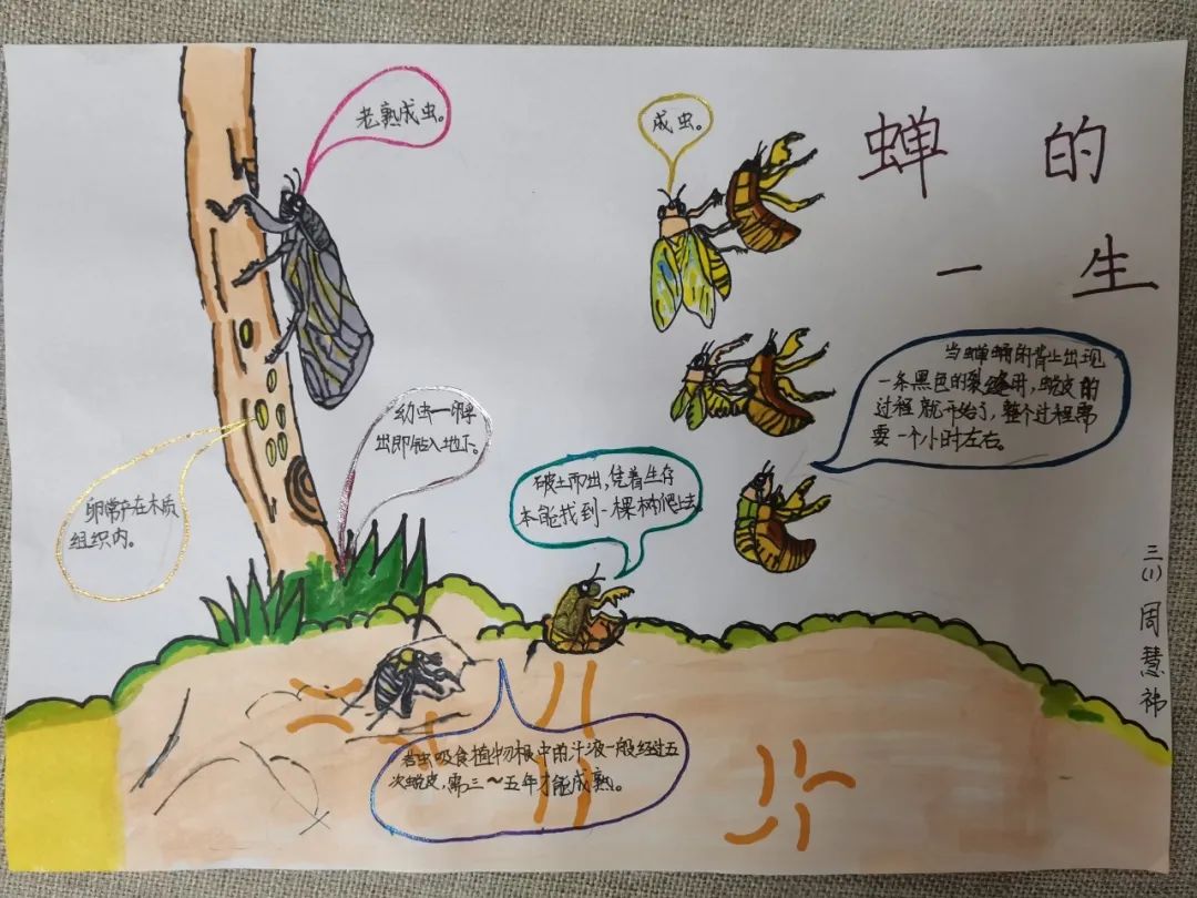 金蝉脱壳是什么意思