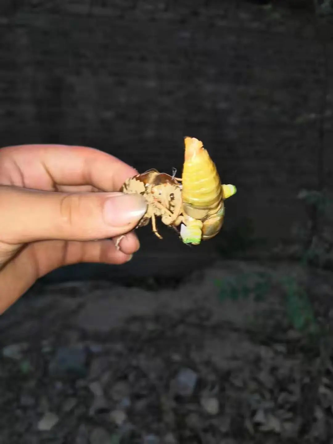 金蝉脱壳是什么意思