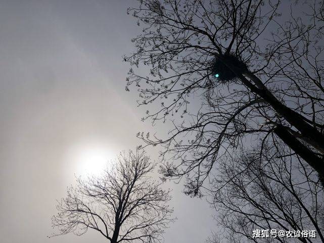 孤女是什么意思