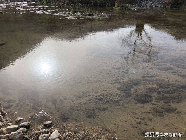 孤女是什么意思