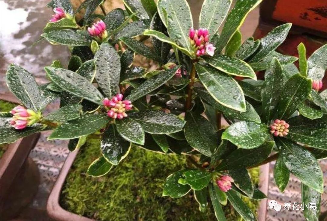 怎么强开花呗