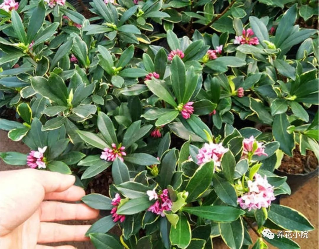 怎么强开花呗