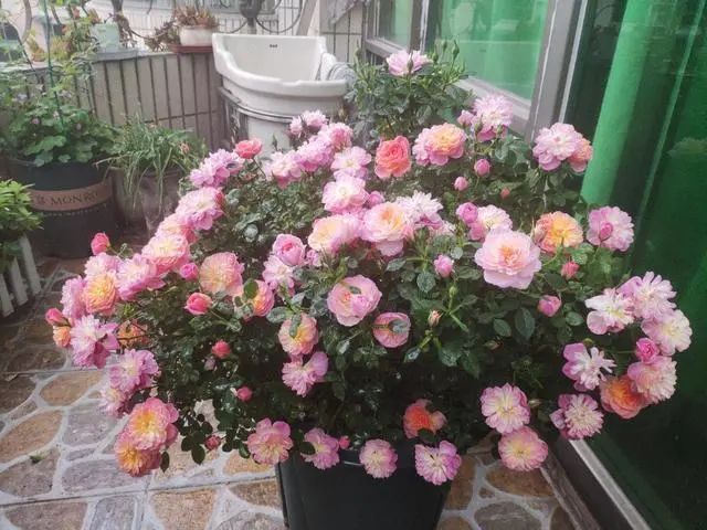 怎么强开花呗