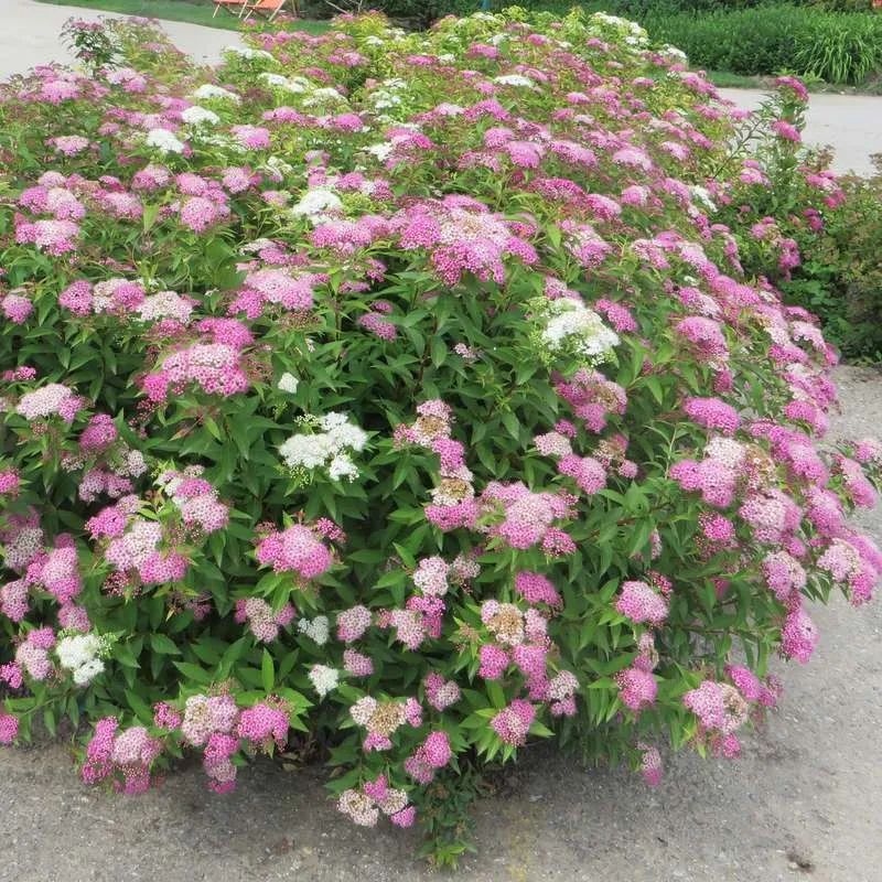 怎么强开花呗
