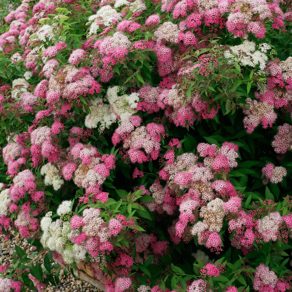 怎么强开花呗