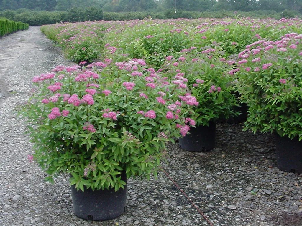 怎么强开花呗