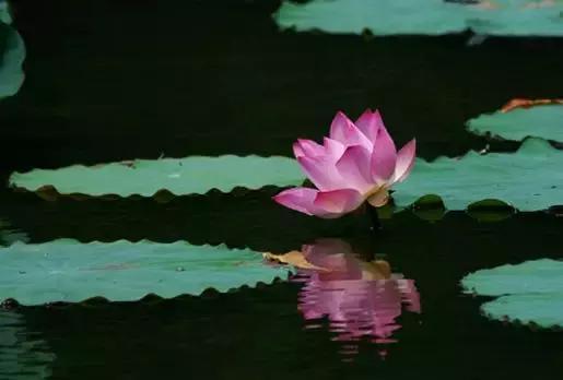 出水芙蓉k线形态