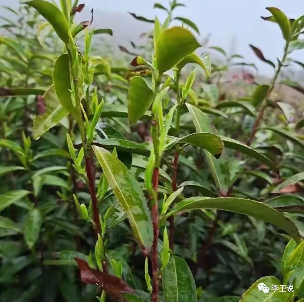 郑州车辆抵押贷款公司